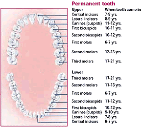 Permanent Teeth Graphic, Forest Hill Children's Dentistry